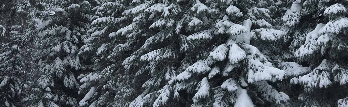 snow covered pine trees