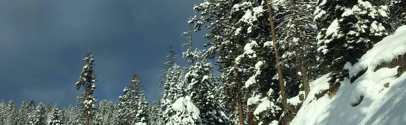 snow covered pine trees
